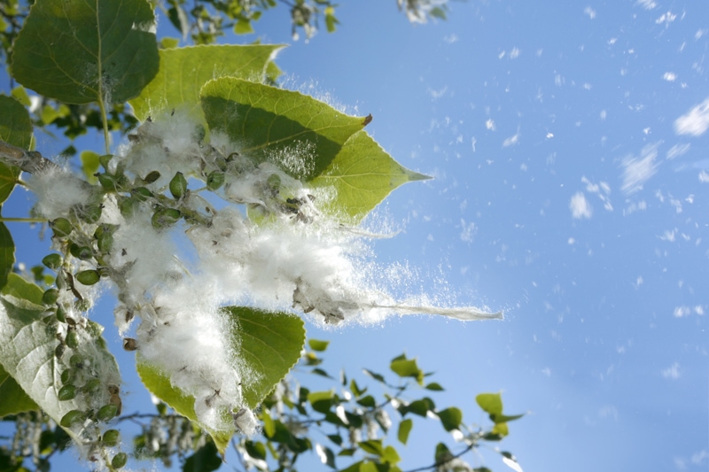 What Does Indoor Air Quality Have to Do With Allergies? Poplar tree buds opening in spring, to show their silky white hairs.